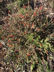 Epilobium canum