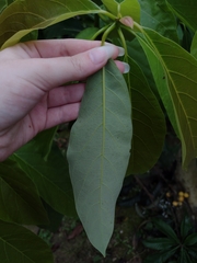 Persea americana