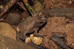 Rhinella alata