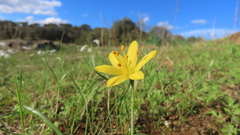 Narcissus cavanillesii