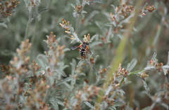 Anthidium chilense