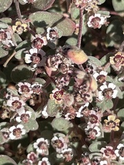Euphorbia melanadenia