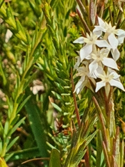 Struthiola dodecandra