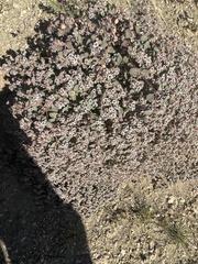Euphorbia melanadenia