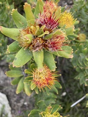 Leucospermum oleifolium
