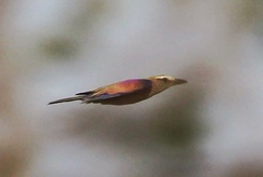 Coracias naevius mosambicus