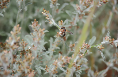 Anthidium chilense