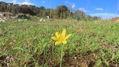 Narcissus cavanillesii