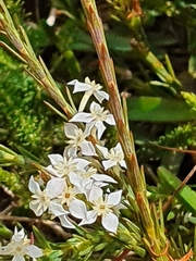 Struthiola dodecandra