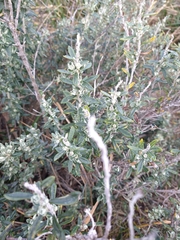 Chiliotrichum diffusum