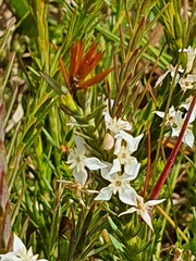 Struthiola dodecandra