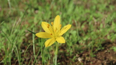 Narcissus cavanillesii