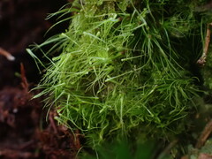 Dicranodontium denudatum