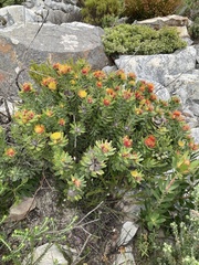 Leucospermum oleifolium