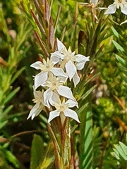 Struthiola dodecandra