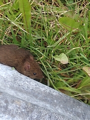 Abrothrix olivacea