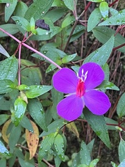 Tibouchina