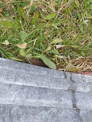 Abrothrix olivacea