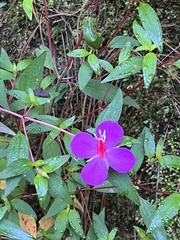 Tibouchina