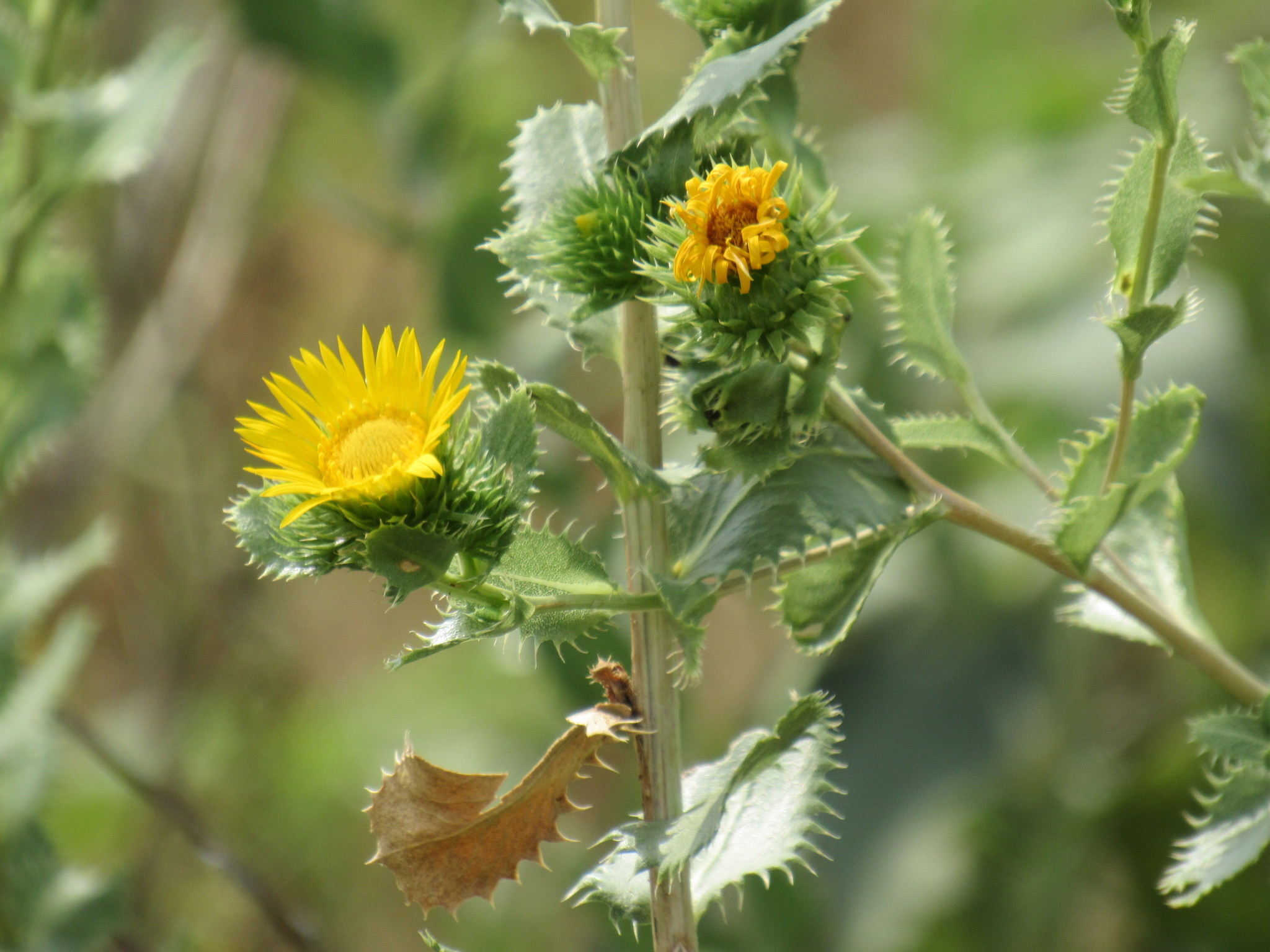 Grindelia ciliata