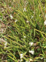 Struthiola dodecandra