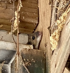 Peromyscus