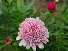 Argyranthemum