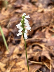 Spiranthes niklasii