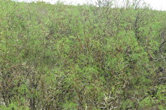 Prosopis flexuosa