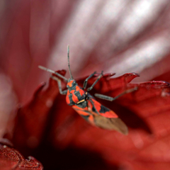 Spilostethus furcula