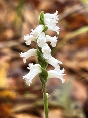 Spiranthes niklasii