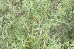 Suaeda divaricata
