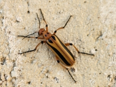 Meloinae