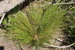 Isolepis cernua