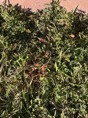 Ludwigia repens