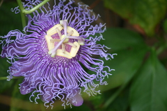 Passiflora
