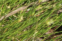 Isolepis cernua