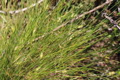 Isolepis cernua