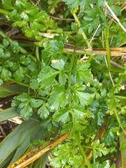 Apium prostratum filiforme