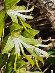 Bonatea speciosa