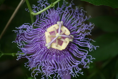 Passiflora