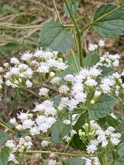 Ageratina jucunda
