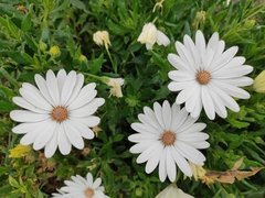 Argyranthemum frutescens