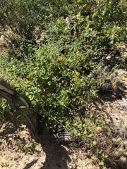 Adenophyllum speciosum