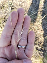 Aristida purpurea