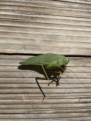 Microcentrum californicum