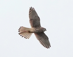 Falco tinnunculus