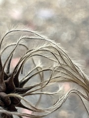 Clematis ouachitensis