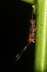 Pseudophyllodromiinae