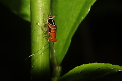 Pseudophyllodromiinae